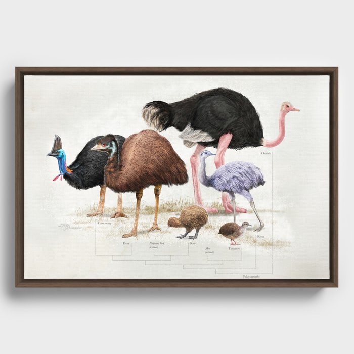 Paleognath bird evolution Framed Canvas