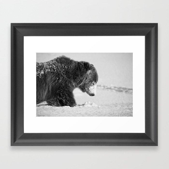 Alaskan Grizzly Bear in Snow, B & W - I Framed Art Print