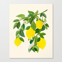 Summer Lemons / Tropical Fruit Series Canvas Print