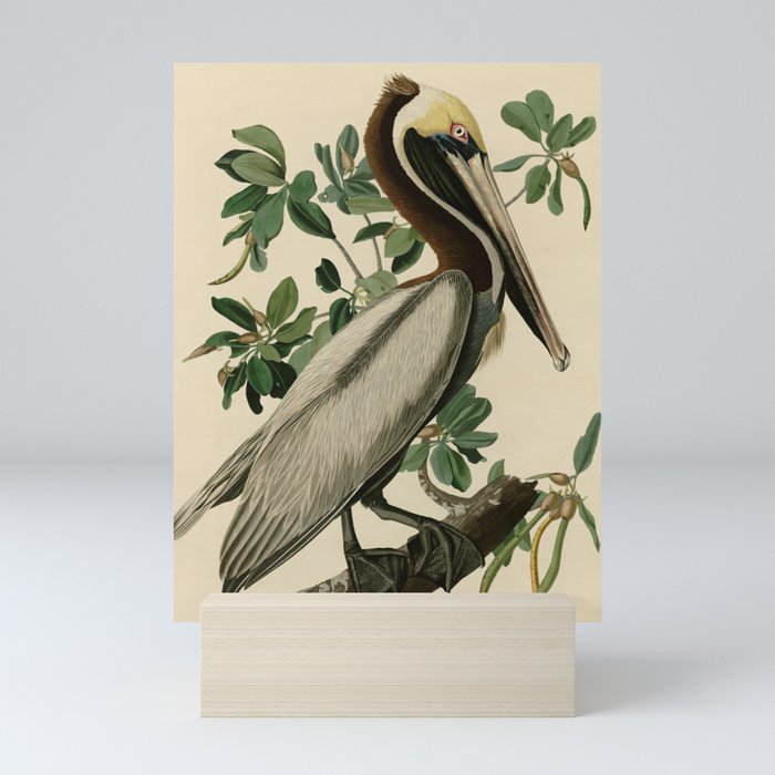 Brown Pelican, Birds of America by John James Audubon Mini Art Print