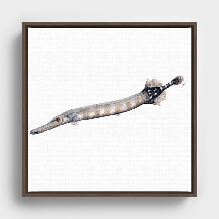 Trumpet fish Framed Canvas