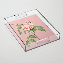 Vintage Blooming Fragrant Rosebush Botanical Illustration on Pink Acrylic Tray