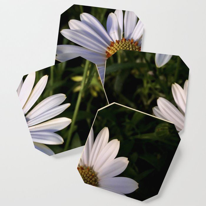 Daisies in Twilight Coaster