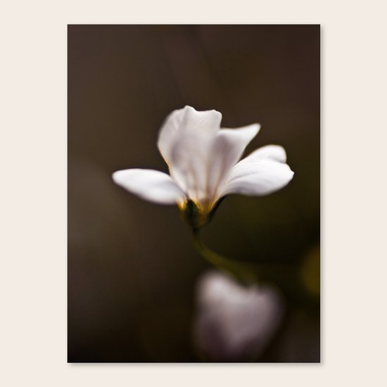 Spring Canvas Print