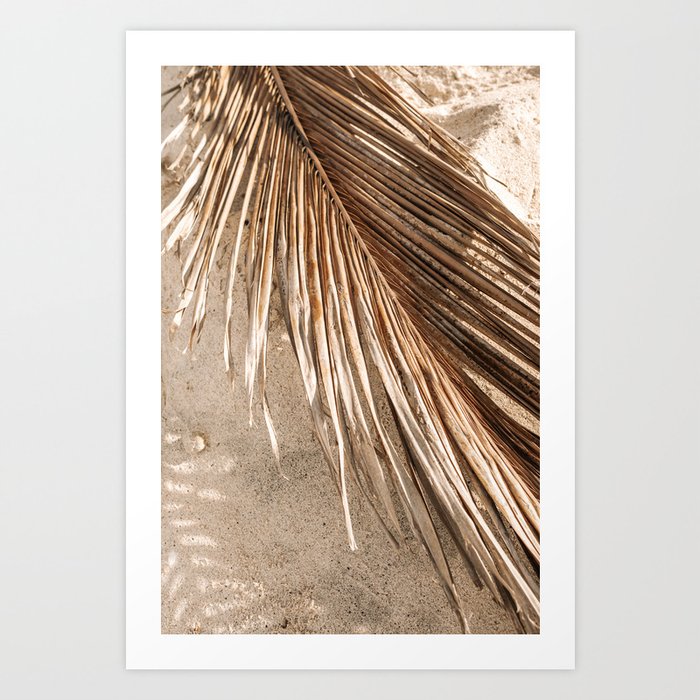 Dried palm leaf at Boca Catalina Beach Aruba  / Tropical minimal aesthetic - Palm Stories Artprint  Art Print