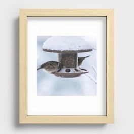 New Zealand Photography - Bird Feeder In The Snowy Weather Recessed Framed Print