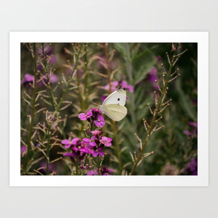 White Butterfly in a purple flower field Art Print