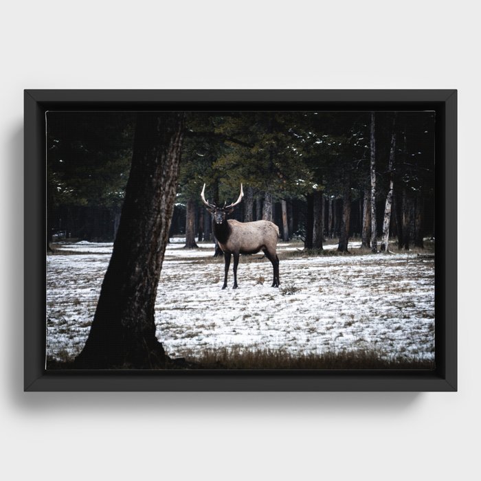 Bull Elk in the Canadian Rocky Mountains - Side View Framed Canvas