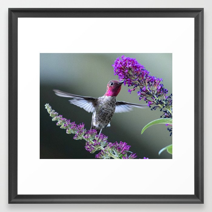 Male Anna'a Hummingbird on Butterfly Bush Framed Art Print