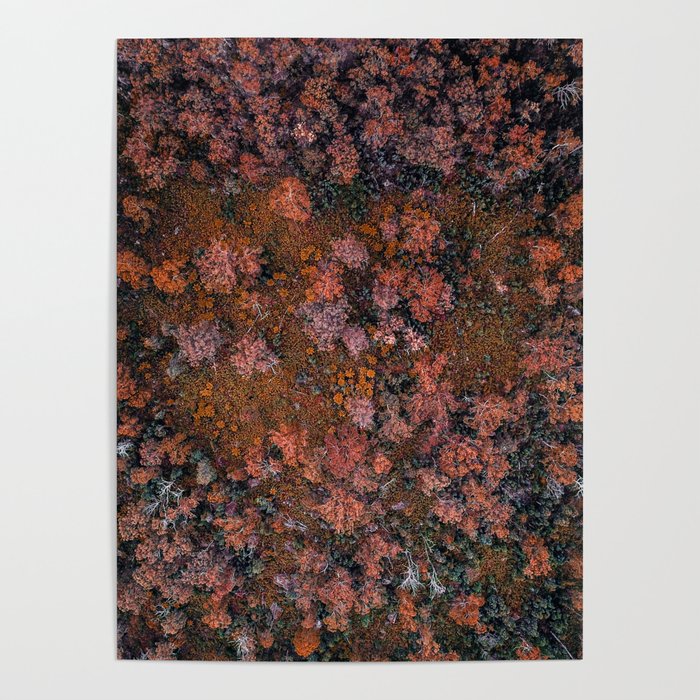 Autumn Colours Poster