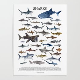 SHARKS poster with names Poster