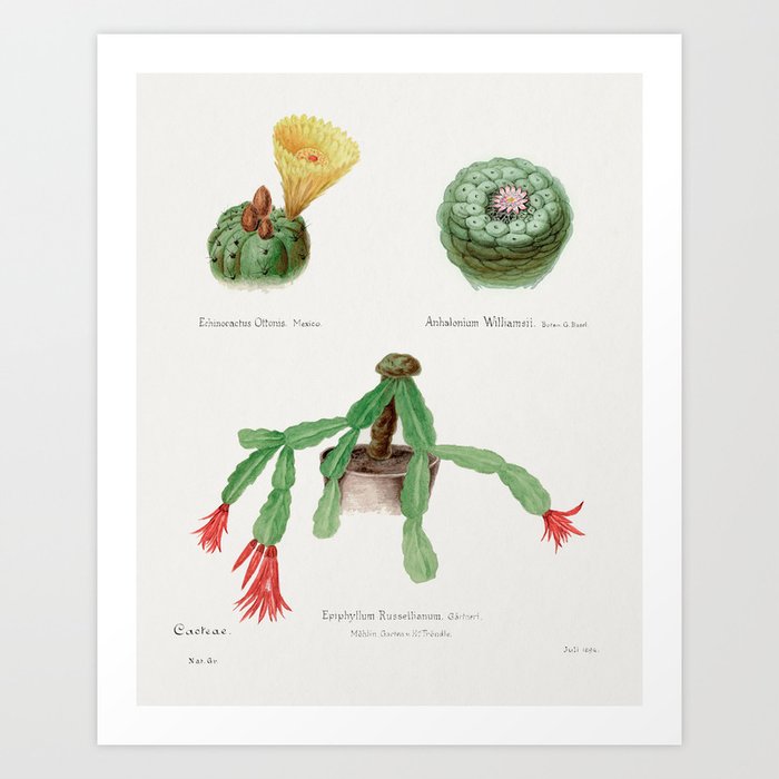 Peyote, Indian Head, and Christmas Cactus Art Print
