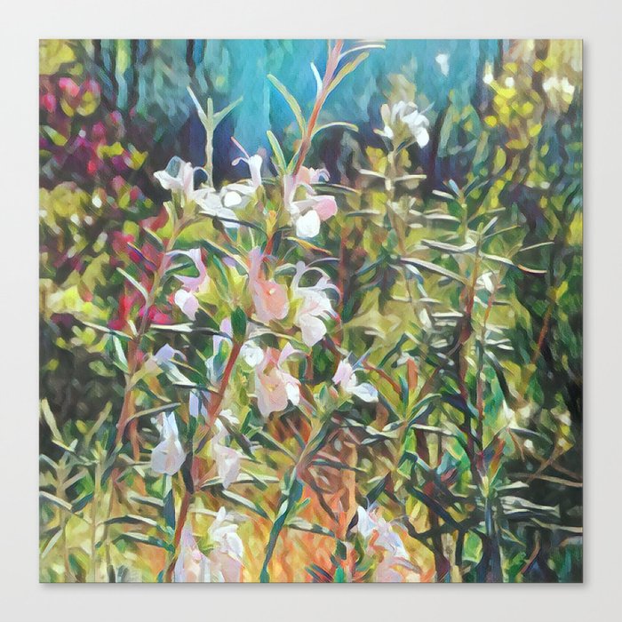 Rosemary Breeze Canvas Print
