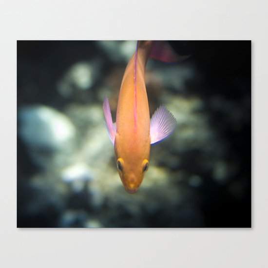 O-Fish-Al Canvas Print