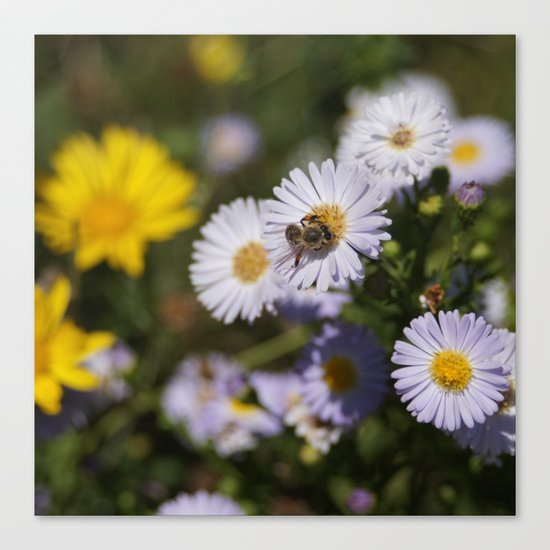 Looking for honey for you Canvas Print