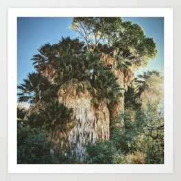Palm Trees In Skirts Art Print | Np, Park, Palm, Tree, Natl, Photo, Palmsprings, National, Oasis, Joshua 