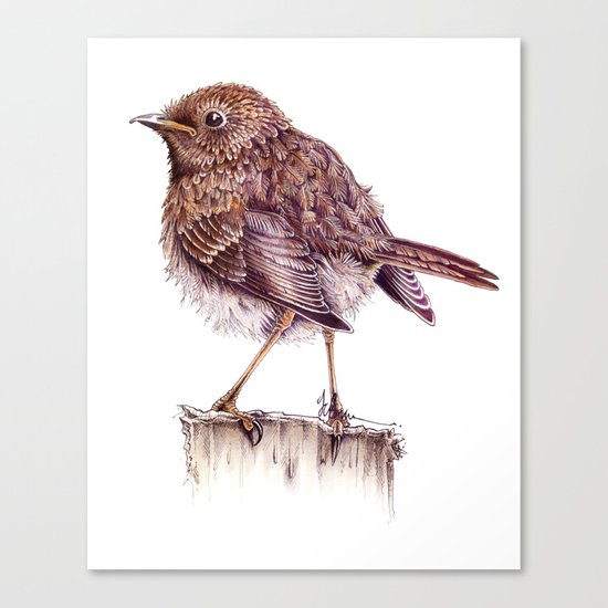 Juvenile Robin Canvas Print