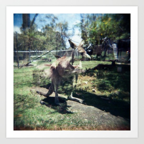 Kangaroo Art Print