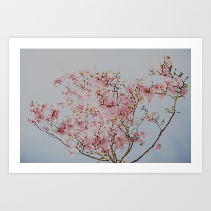 Pastel Pink Magnolias Art Print