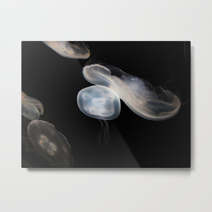 Jellyfish 4 Metal Print