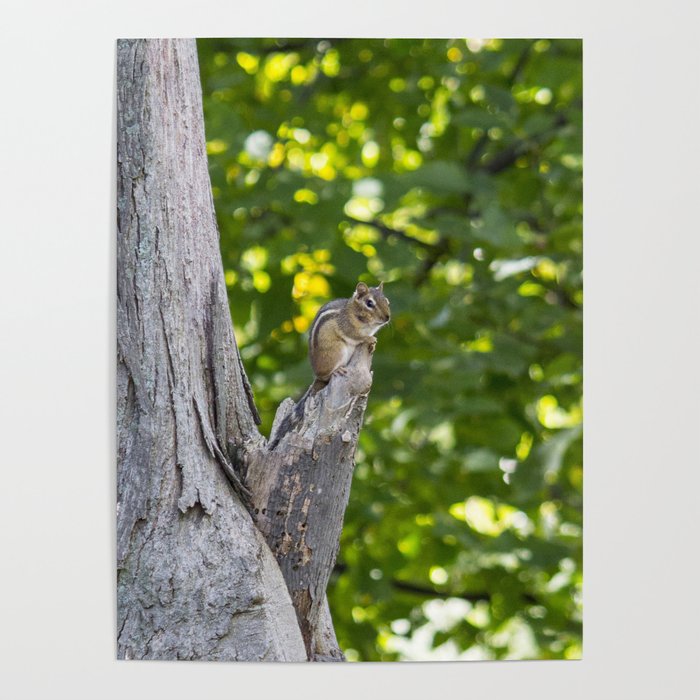 Chipmunk on a Tree Poster