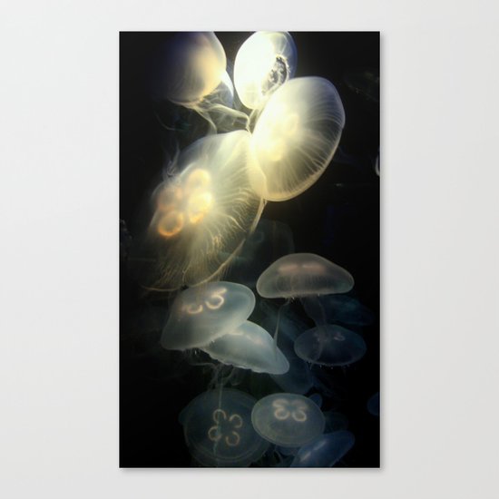 Jellyfish Darkness to Light Canvas Print