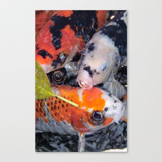 Koi Eyed Canvas Print
