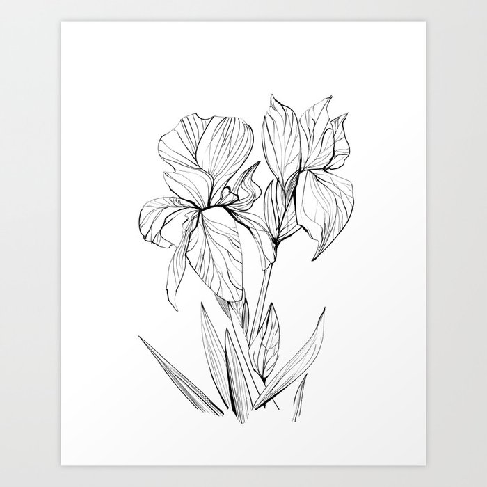 Irises Art Print