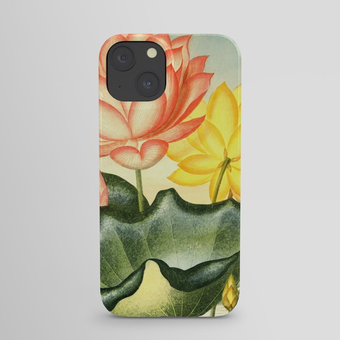 New Illustration Of The Sexual System : The Sacred Egyptian Bean iPhone Case