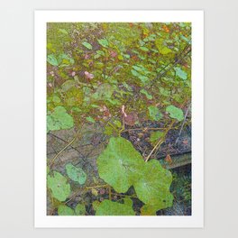 Nasturtiums in March Art Print | Photo, Nature 