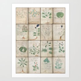 The Voynich Manuscript Quire 1 - Natural Art Print