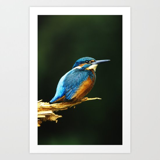 KINGFISHER PORTRAIT Art Print