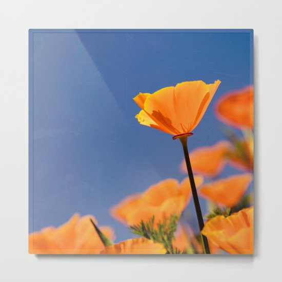 Poppies on Blue Metal Print
