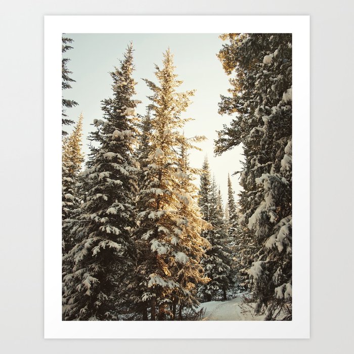 Snowy Pine Trees Glowing in Sunlight Art Print