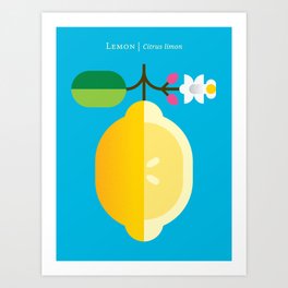 Fruit: Lemon Art Print