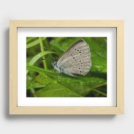 fender's blue butterfly Recessed Framed Print