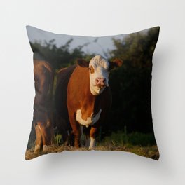 Hereford cows on Texas ranch Throw Pillow