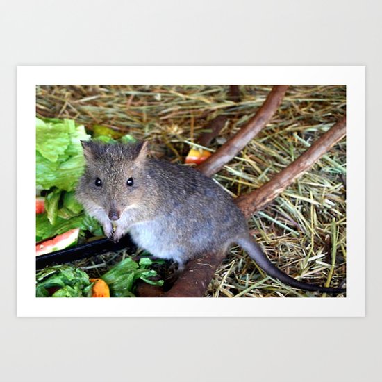 Potoroo Art Print