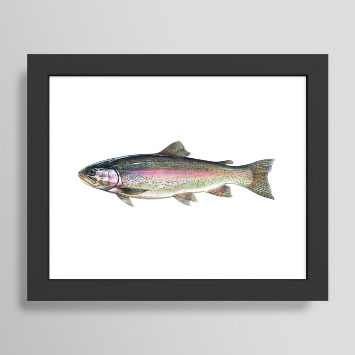Rainbow Trout Framed Art Print by Salmoneggs