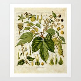 Common Hop Botanical Print on Vintage almanac collage Art Print
