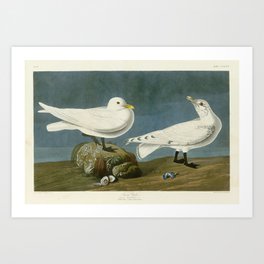 Ivory Gull - John James Audubon Birds of America Art Print
