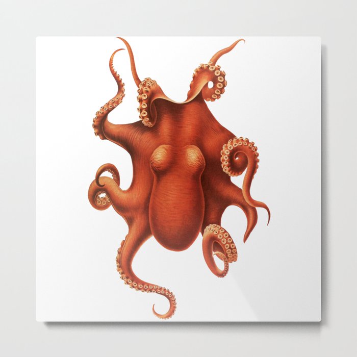 Vintage Cephalopod Metal Print