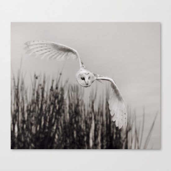Night Owl Canvas Print