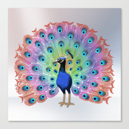 Colorful Peacock Canvas Print