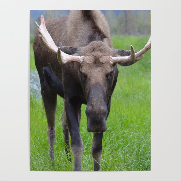 Bullwinkle the Bull Moose, Alaska Poster