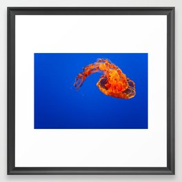 Jellyfish Framed Art Print