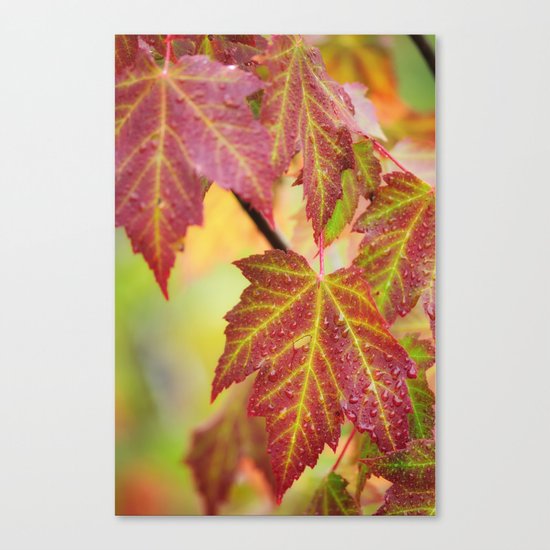 Maple Leaves Canvas Print