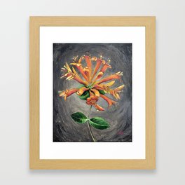 Honeysuckle Framed Art Print