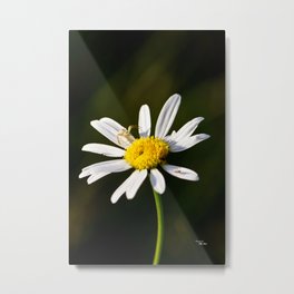 Tiny Daisy And Crab Spider Metal Print