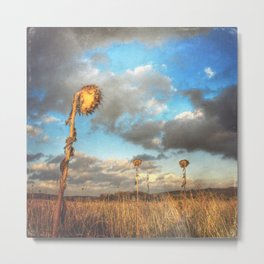 Field of lost Souls - Withered Sunflowers Metal Print | Digital, Landscape, Withered, Melancholy, Autumn, Dryfield, Photo, Color, Outdoors, Digital Manipulation 